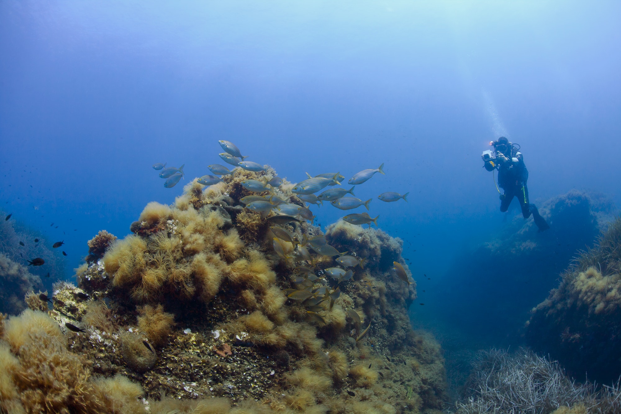 France, Corsica, Scuba diver photographing school of dreamfish (Sarpa salpa)